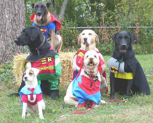 dog-dawg-superheroes-batman-superman-12632848048